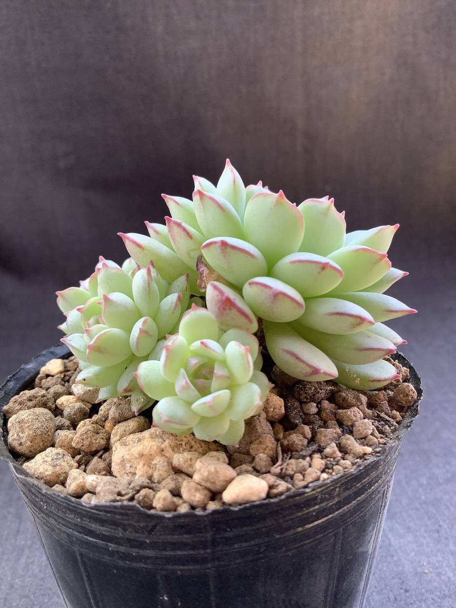 凛華様。多肉植物。 五点 凛華様。多肉植物。 五点