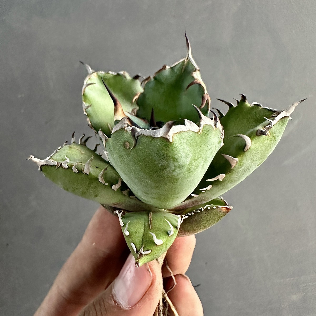 V54 激レア高級品種 アガベ チタノタ 黑鯨 良の血統 極上強棘 陽炎狂刺 厚葉 黒棘短葉 丸い叶 コンパクト包葉形 極上株