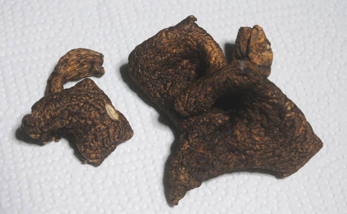 天然キノコ　コウタケは稀少―お正月用の乾燥香茸をお譲りいたします。