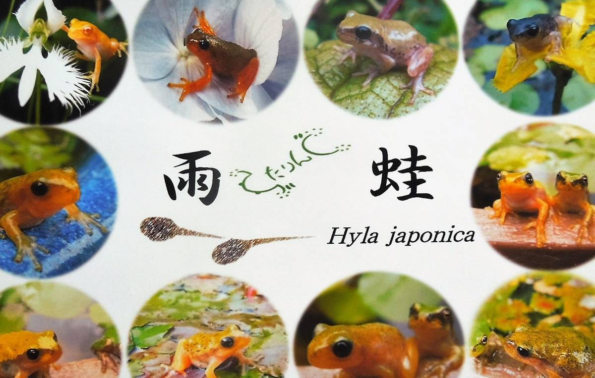 黒目で透明なオタマジャクシから育てたアマガエル 黒目で透明なオタマジャクシからカエルになったアマガエル1匹その2 捕まえたオタマジャクシが、透明 ？？成長したら、透明なアマガエルに 黒目で透明なオタマジャクシからカエルになったトノサマガエル1匹