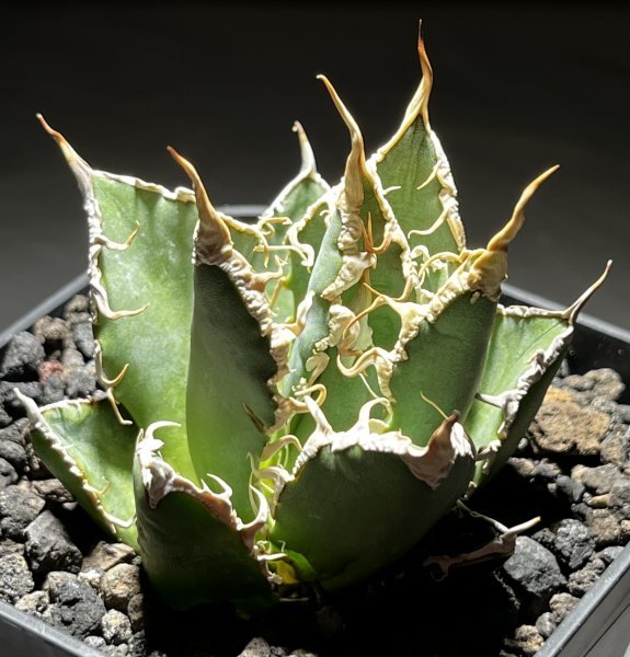 45 Agave titanota Oaxaca アガベ チタノタ オアハカ メリクロン Agave