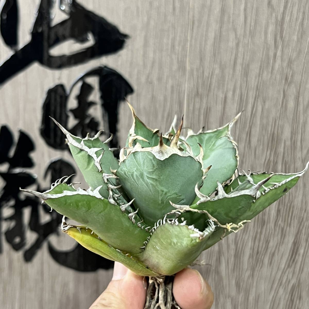 龍園觀】No.56 特選 アガベ 多肉植物 チタノタ 霸王竜強棘 極上株