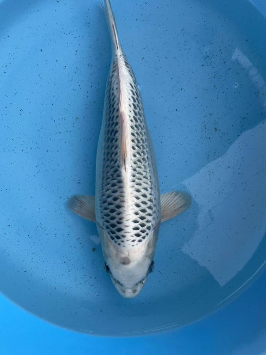 2匹まで同梱可　錦鯉　2歳　ペット！ショートボディ　ダイナマイト！　質も抜群！　銀松葉　38㎝ メス