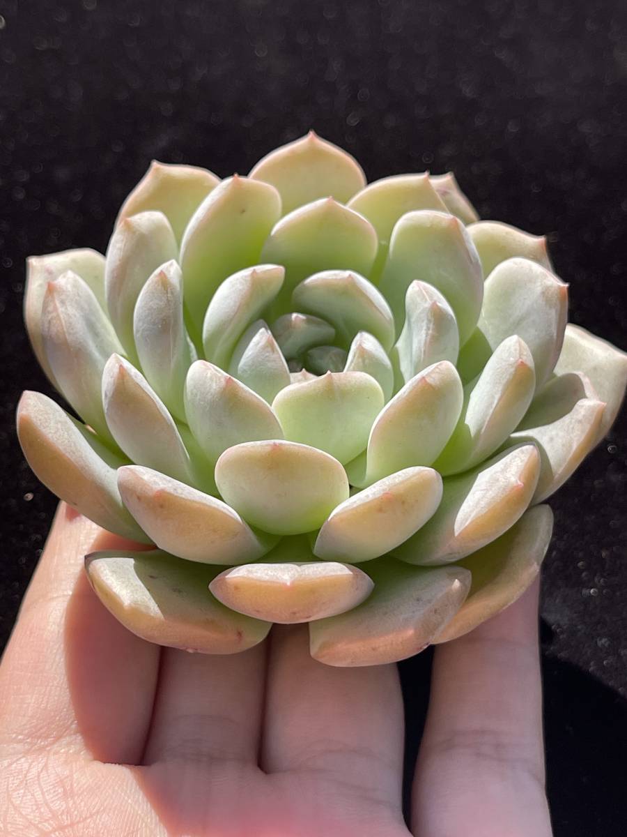 15株 J94-4 多肉植物 エケベリア 夢の雪 超美苗 サボテン 観葉植物 花