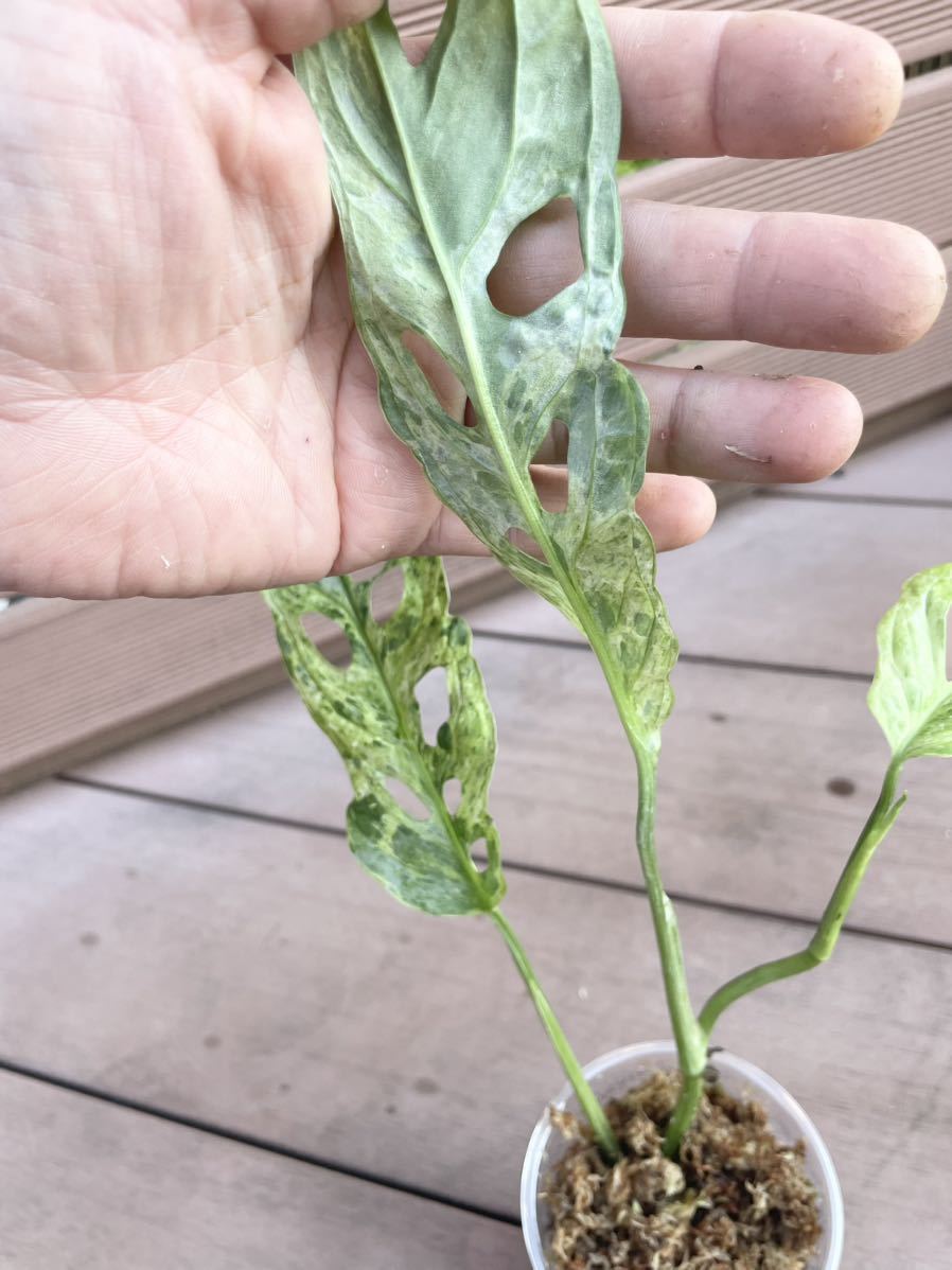 Monstera adansonii variegata “mint” モンステラ アダンソニー 斑入り