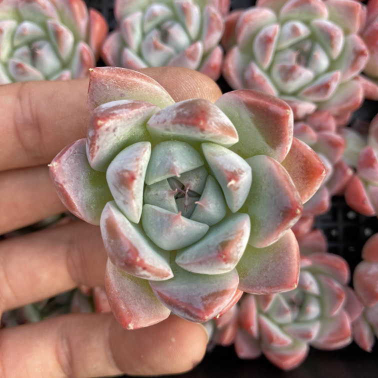 多肉植物 韓国苗 Echeveria 0207M-MIX-410 多肉植物 寄せ植えに♪（お