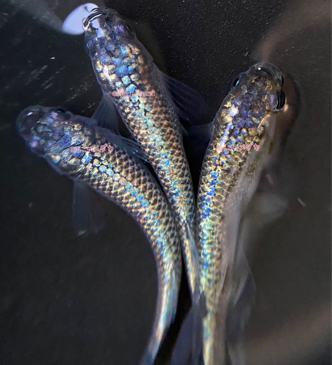 【みにゃメダカ】サバンナ様作出　ネプチューン　1ペア＋メス1 現物個体　めだか　メダカ