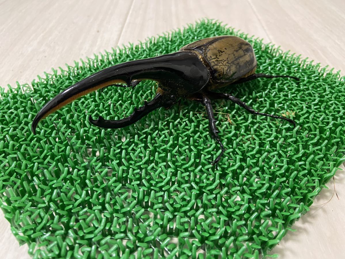 ヘラクレスオオカブトムシ ♂3頭