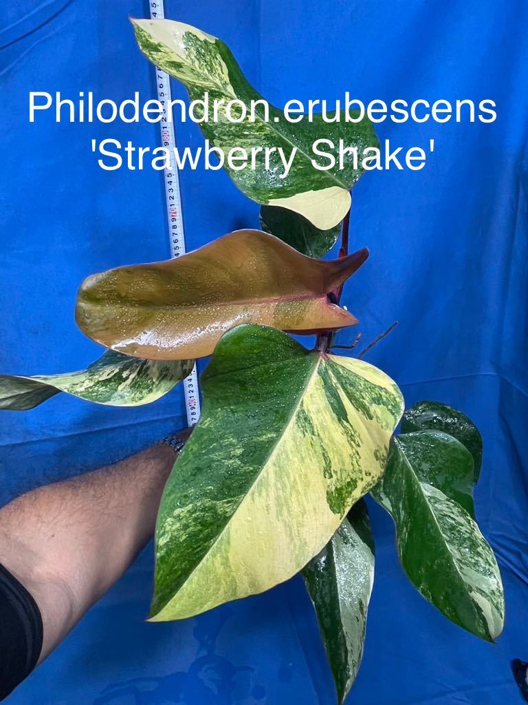 1101 斑入り フィロデンドロン　エルベッセンス　'ストロベリーシェイク' 特撰極斑個体　Philodendron erubescens'Strawberry Shake' 