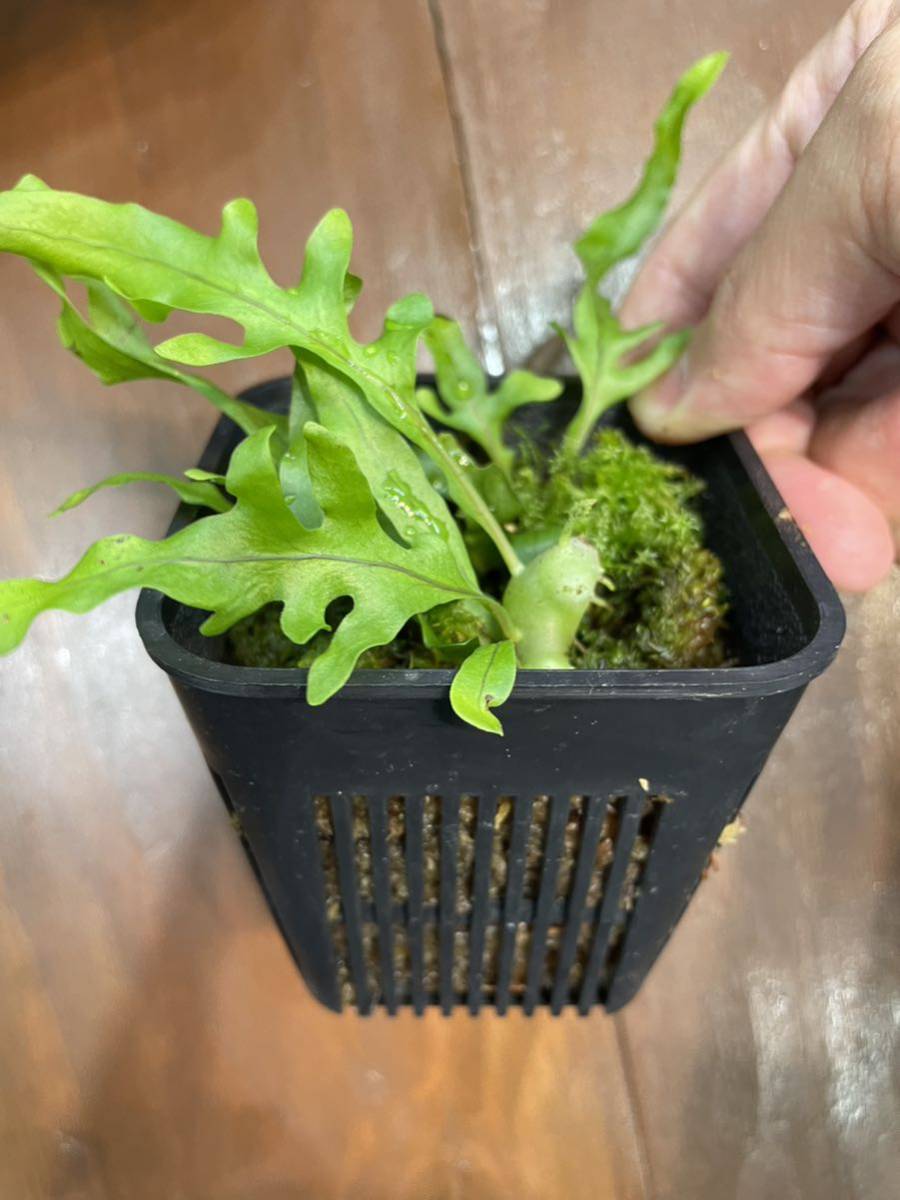 レカノプテリス | PROTOLEAF プロトリーフ Lecanopteris balgooyi181