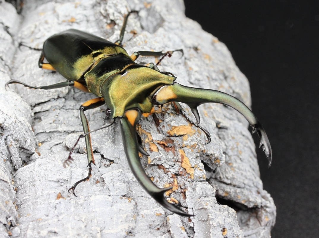 現代和伊熟語大辞典 武田正實 イタリア語 本