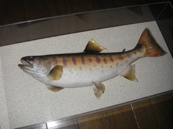 奥多摩川本流 天然ヤマメ剥製(フライ用品)｜売買されたオークション