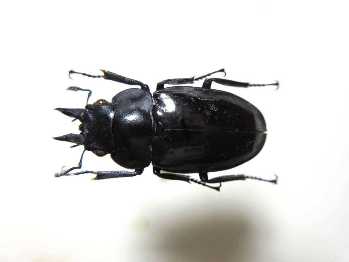 標本 ベトナム産 ヌエクワガタ ♀26．3ミリ ヌエクワガタ 26㎜ 標本