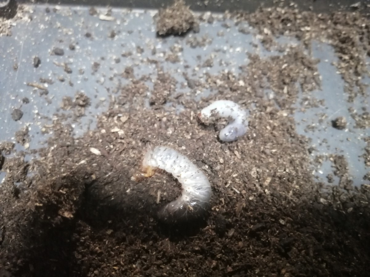 ゴロファポルテリ 初令～2令幼虫5匹