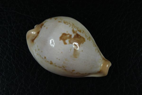 オトメダカラ 50mm タカラガイ 宝貝 貝標本 貝殻(科学、自然)｜売買 