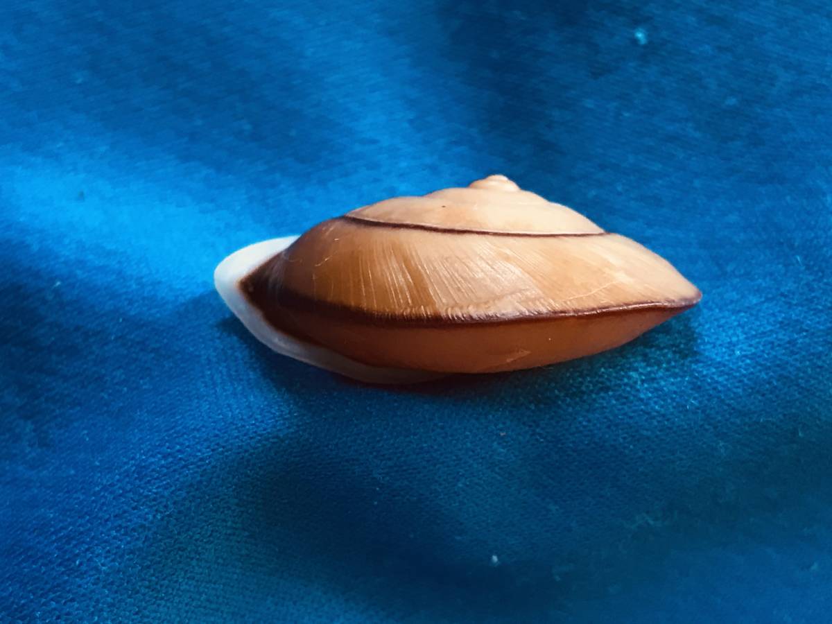 貝標本 越後蝸牛 無帯個体 C4 陸産貝類の絶滅危惧種と外来種