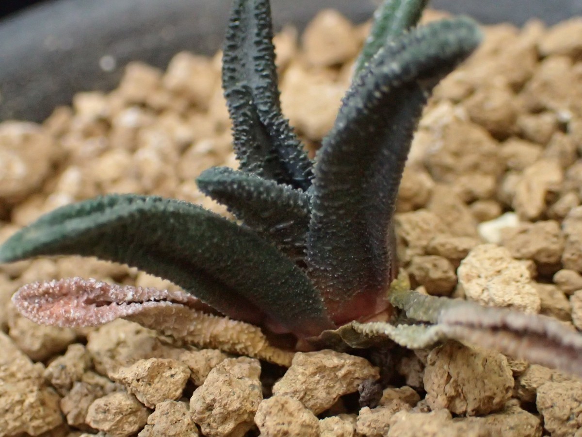 □ Haworthiopsis sordida var lavranii 特美タイプ ハオルチオプシス