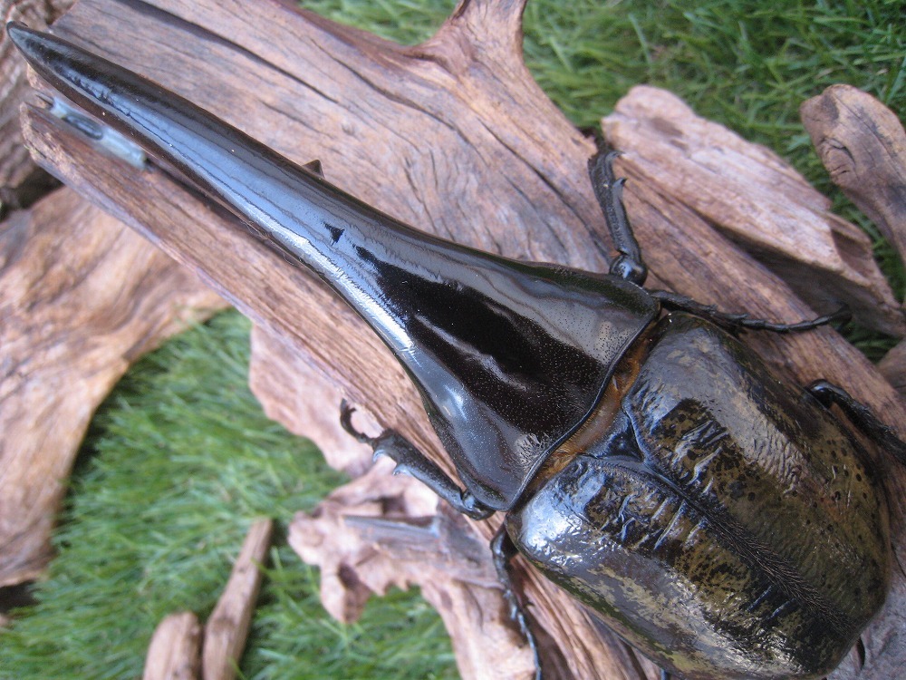 【ヤマこっと】 (N)ヘラクレスHirokAさん血統　0F136-FOX血統(6) ♀71mm 単品 【発送日 11月20日と21日 限定商品となります。】