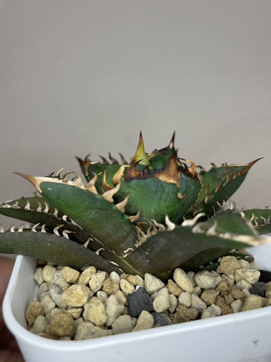 Agave agave parrasana fire ball Fireball アガベ パラサナ