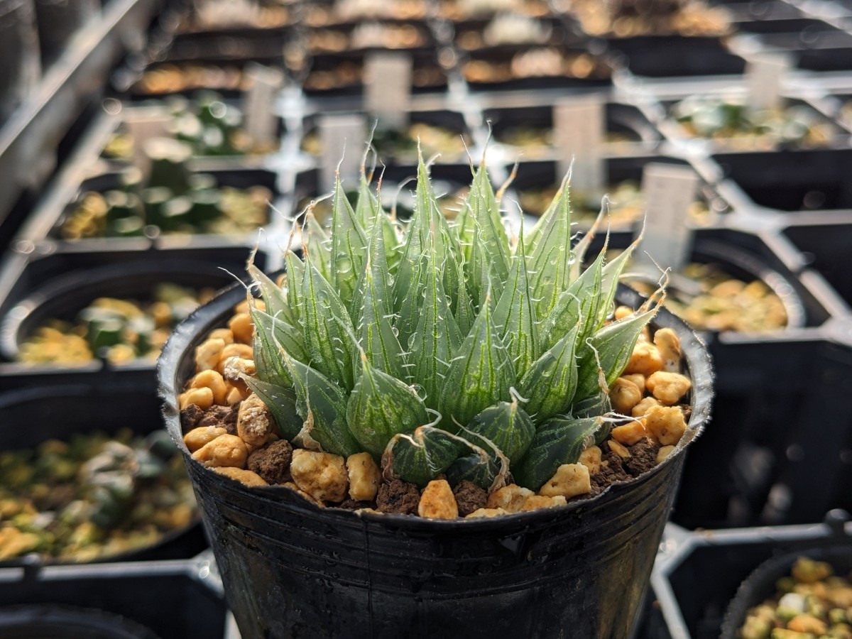 クーペリー　H. cooperi MH05-10 E of Whittlesea ハオルチア　ハオルシア　Haworthia　多肉植物　その2