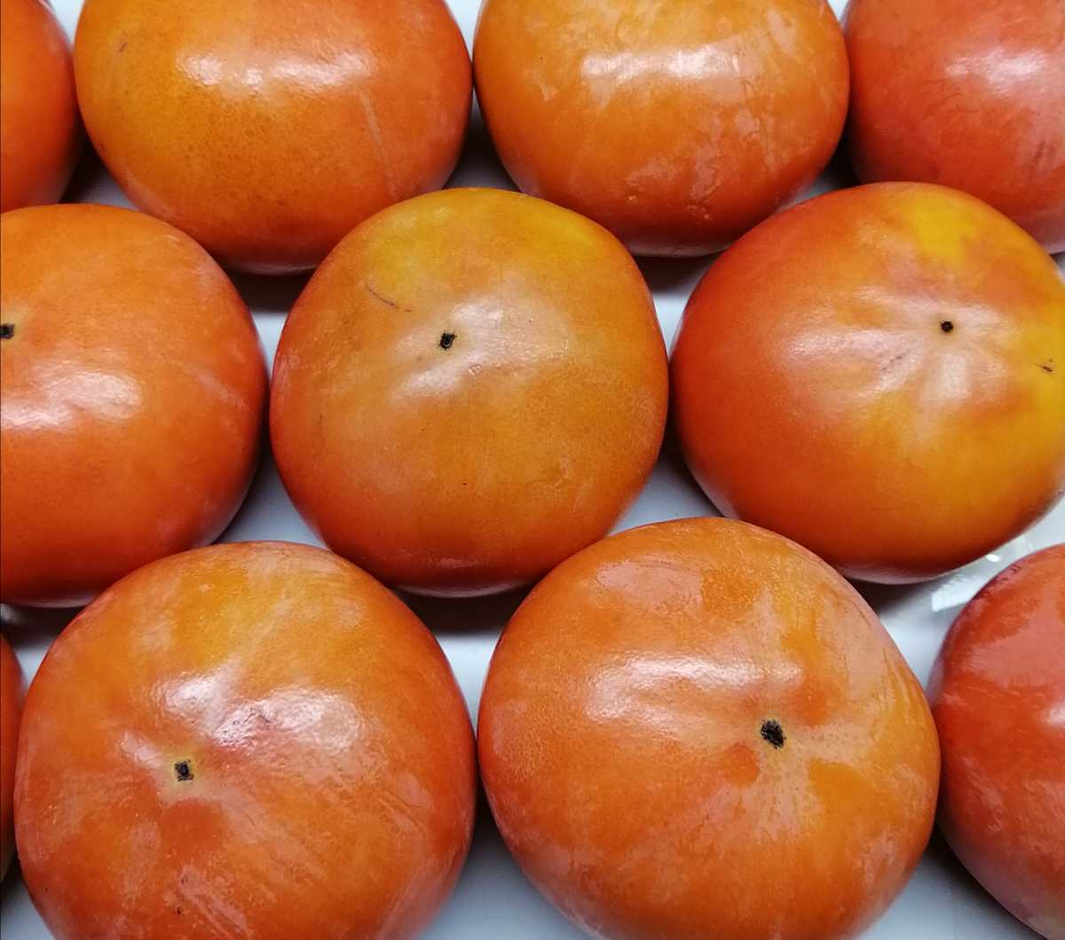 高知産 超大玉ハウス水晶文旦 約9kg 12～18玉前後入り ☆家庭用