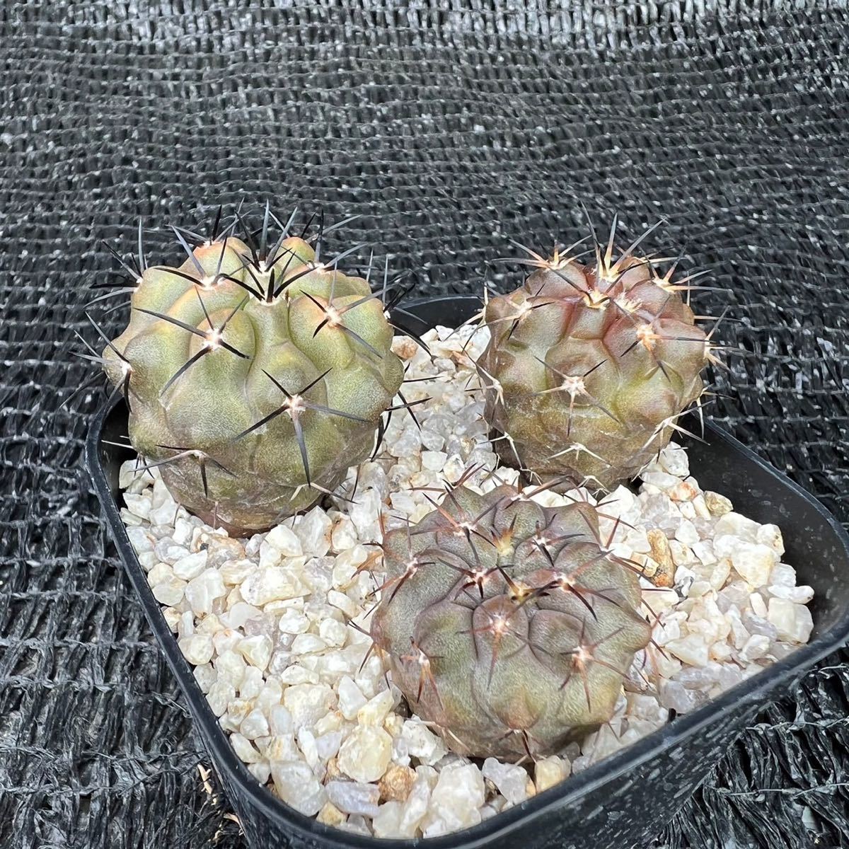 観葉植物 ユーフォルビア 白衣 ホリダ 塊根植物 コーデックス 大株