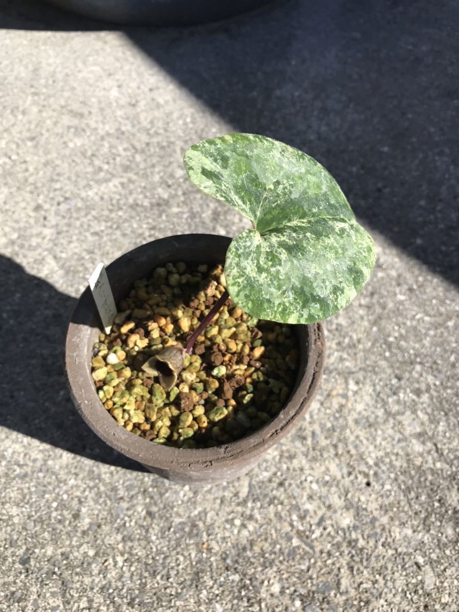 オトメカンアオイ斑入り オトメカンアオイ 斑入り 山野草 斑入り