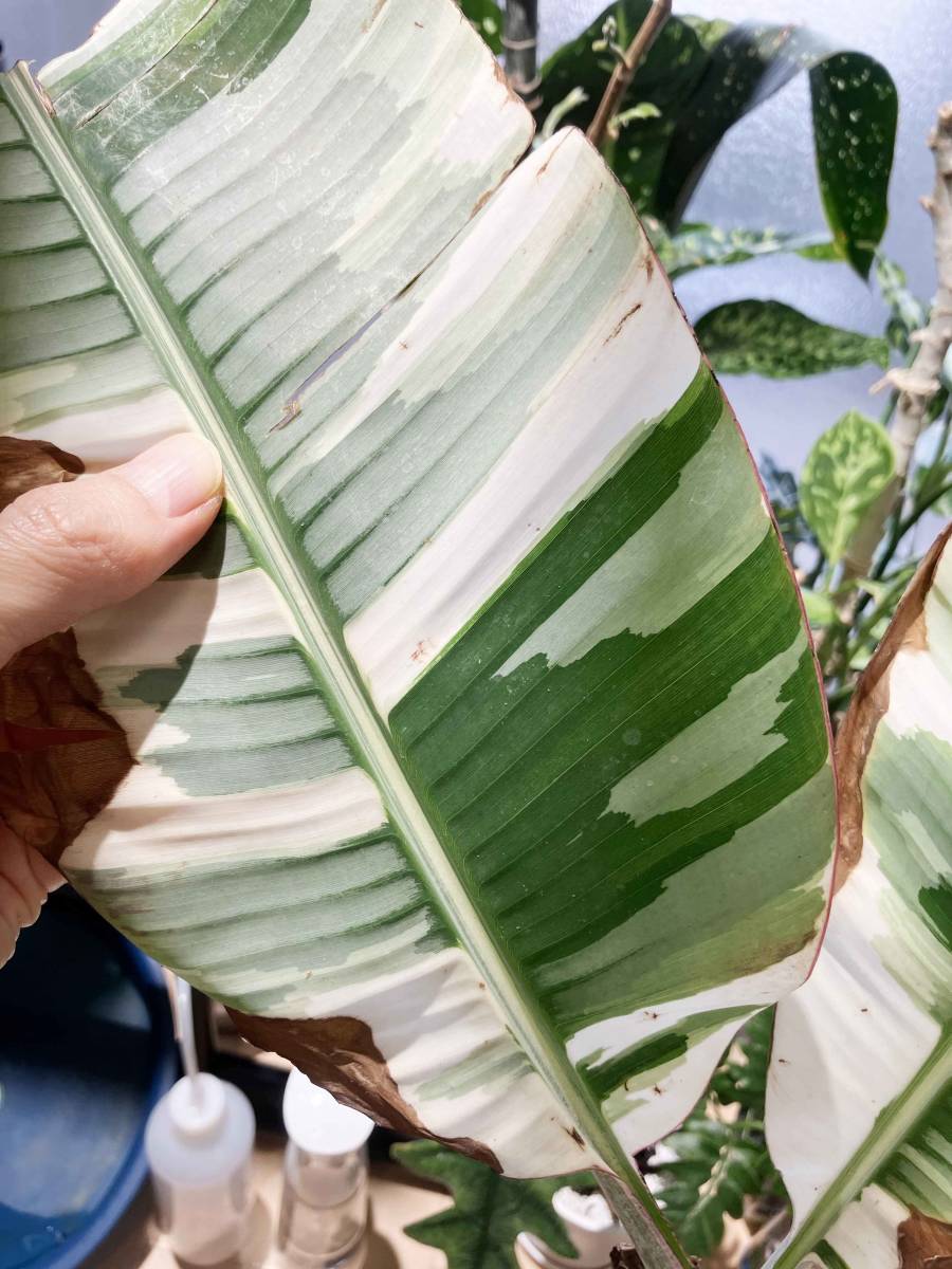 Musa AeAe ムサ アエアエ 斑入りバナナ 斑入りバナナ ムサ Musa ②