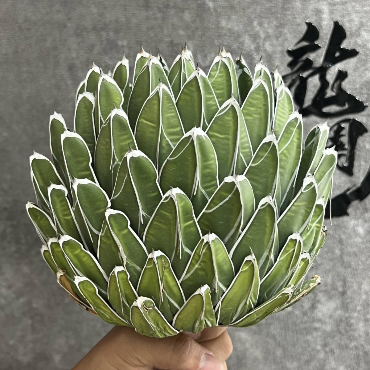 アガベ・笹の雪ダルマ 【龍園觀】① No.9179 特選 【数量限定】アガベ 多肉