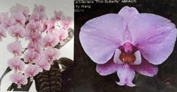 schilleriana Phal. x phalaenopsis Phal Phalaenopsis