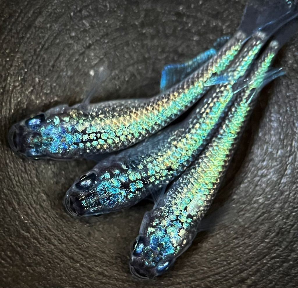 【LAめだか】ネプチューン　トリオ　現物 雌1雄2作出者サバンナ様《種親はみにゃメダカ様から購入》メダカ　④