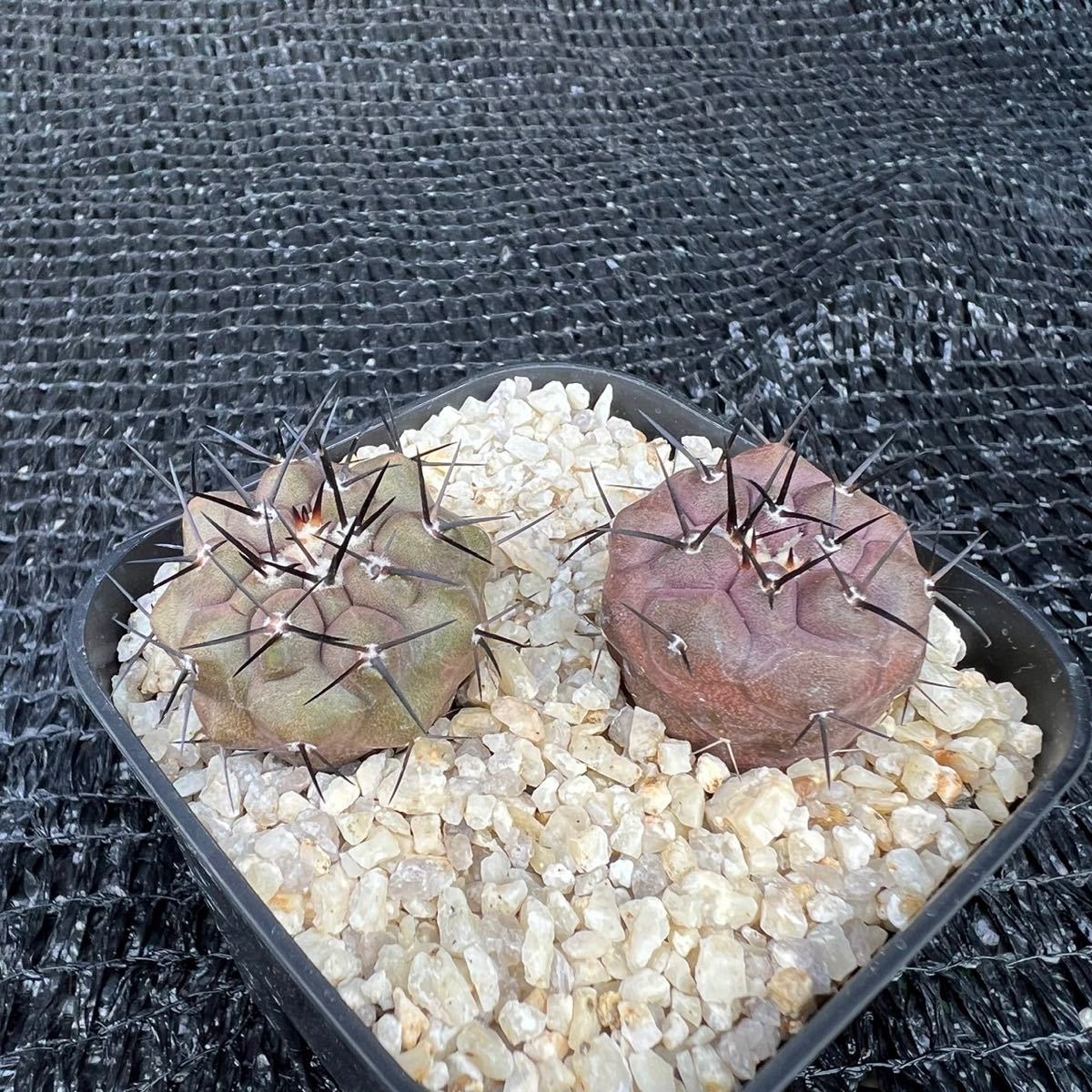 Copiapoa | GREEN RIMO'S 実生 黒王丸 Saboten コピアポア 黒王丸2本