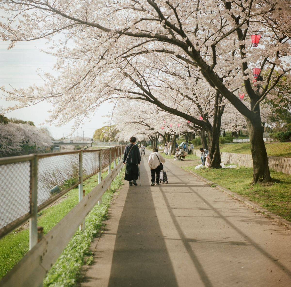 美品 点検整備済 Rolleiflex 2.8A Zeiss Opton Tessar 80mm f2.8ローライフレックス 中判カメラ　フィルムカメラ 希少ビオメターBIOMETAR type2 整備済 55mm Super-Takumarf1.8 Pen