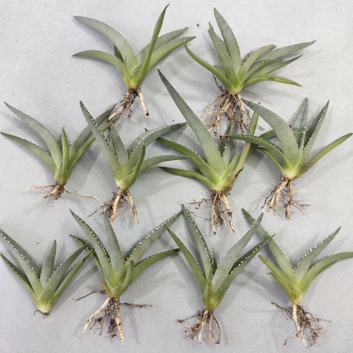 941アガベ チタノタ 帝君 agave emperor 極上強棘 狂刺 背棘 激レア高級品種 精選子株10株同梱 発根済み