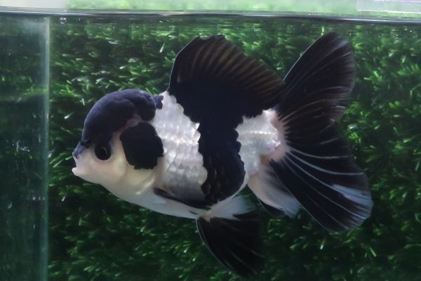 東京グランギニョル ライチ光クラブ 丸尾末広 飴屋法水 寺山修司