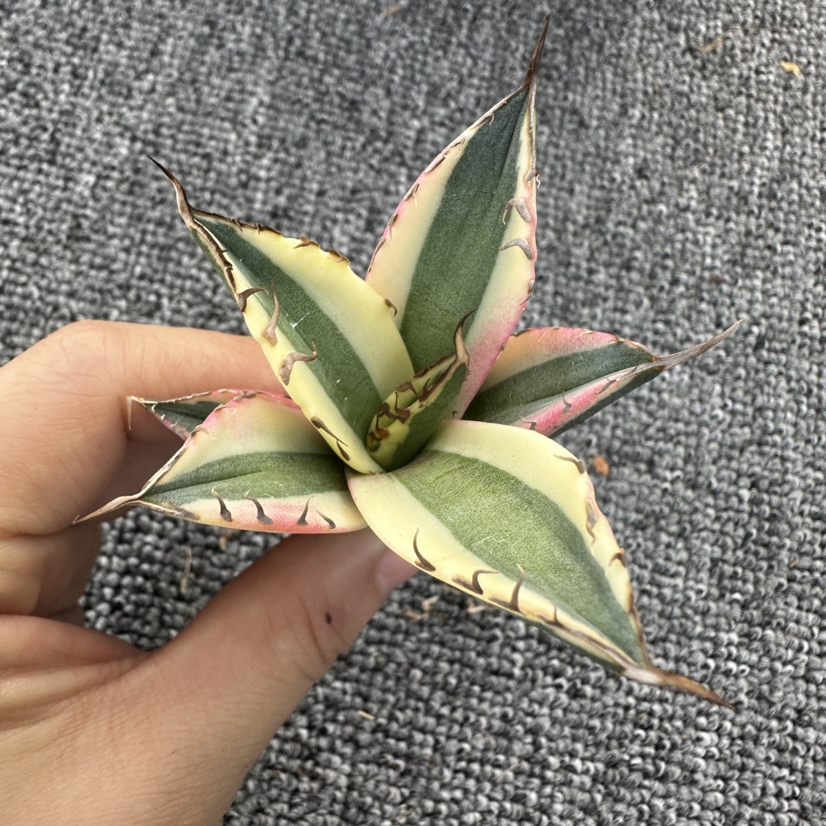 H4 【パンダ園芸】 アガベ チタノタ スナグルトゥース 暴牙