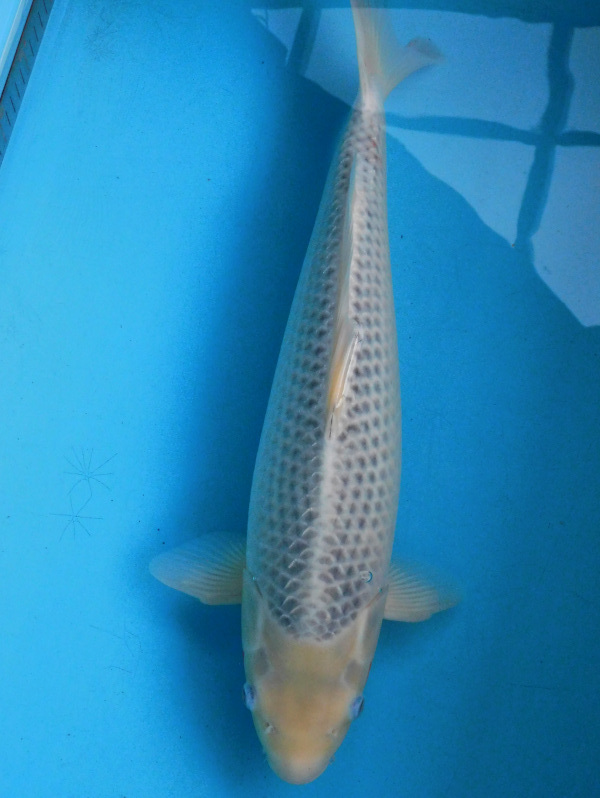 池揚げ完了セール！■■■岡本錦鯉 NO.13 新潟県産大家系浅黄 51cｍ2才メス