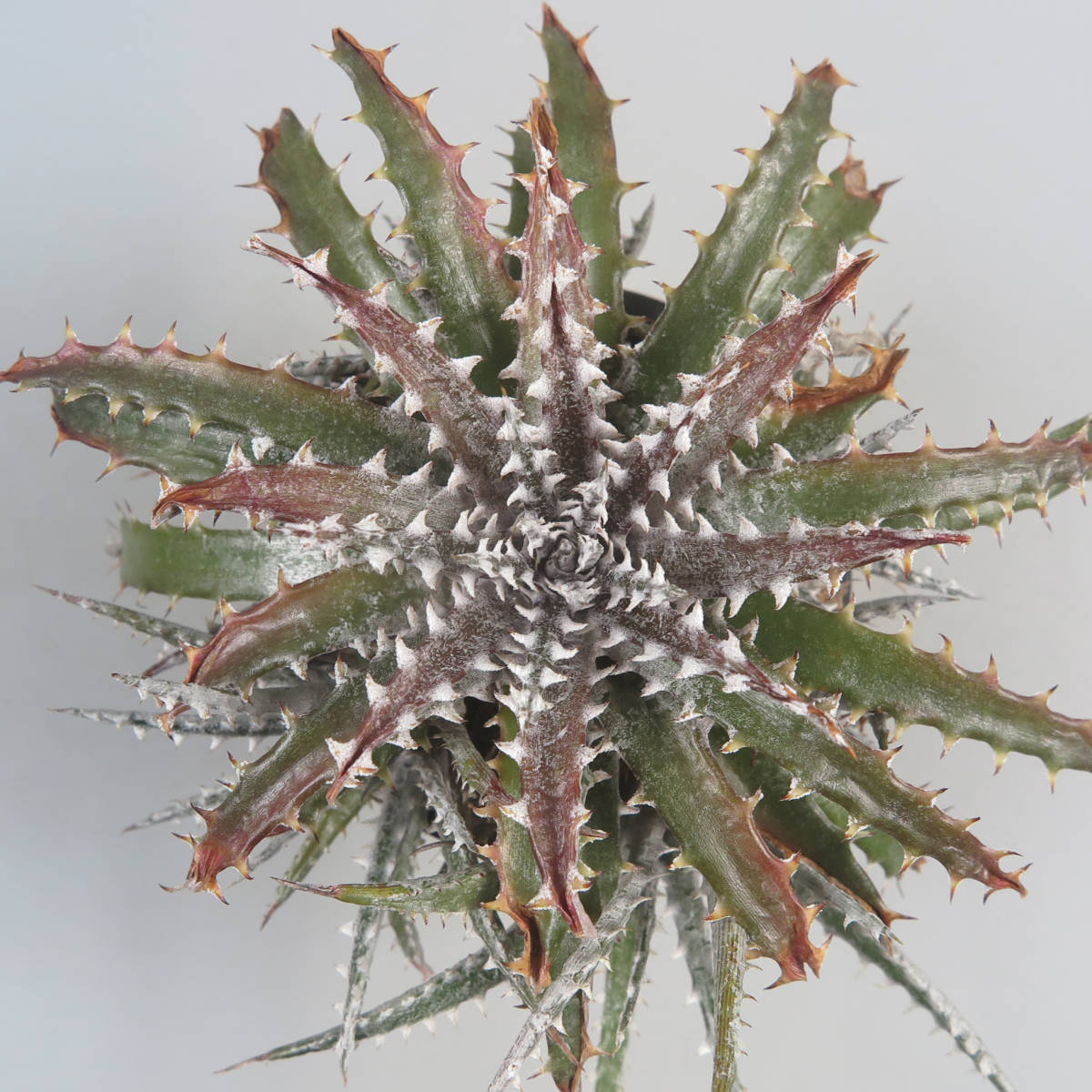 SALE!!! 15. ディッキア ★ Dyckia Samurai x fosteriana Special Spine Otto Bromeliad Hybrid