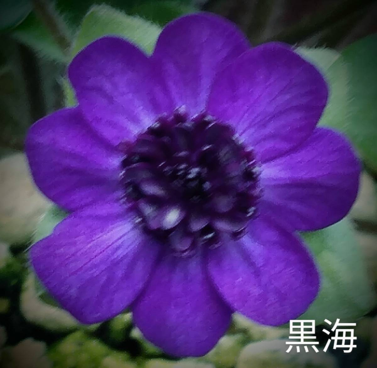 雪割草 黒海　(岩渕作　円弁唐子咲)　1芽 画1花参考　出品画2～　3号深角ポリポット植(送料一律60サイズ複数可まとめての方のみ)