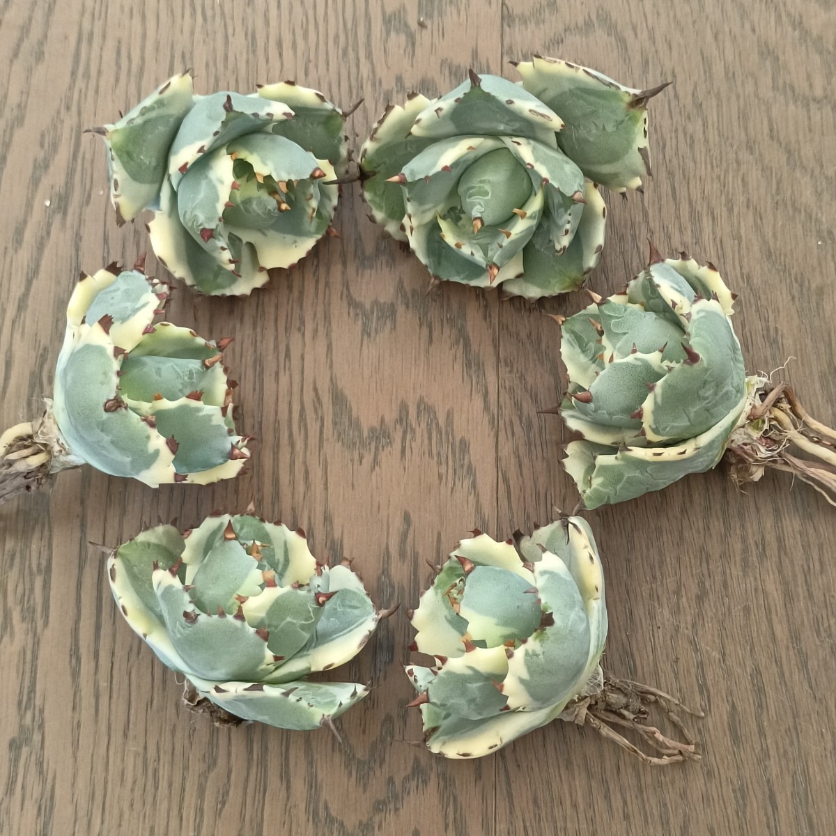 S452 特選 多肉植物 アガベ 台湾産 雷帝兜蟹錦 肉厚丸葉 葉包矮小型