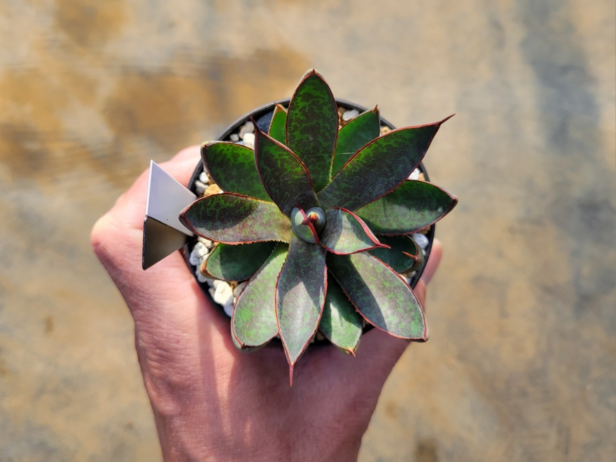 AGAVE TITANOTA 黒鯨！親株特別出品！oteroi.悪魔くん.BAKEMONO.強刺