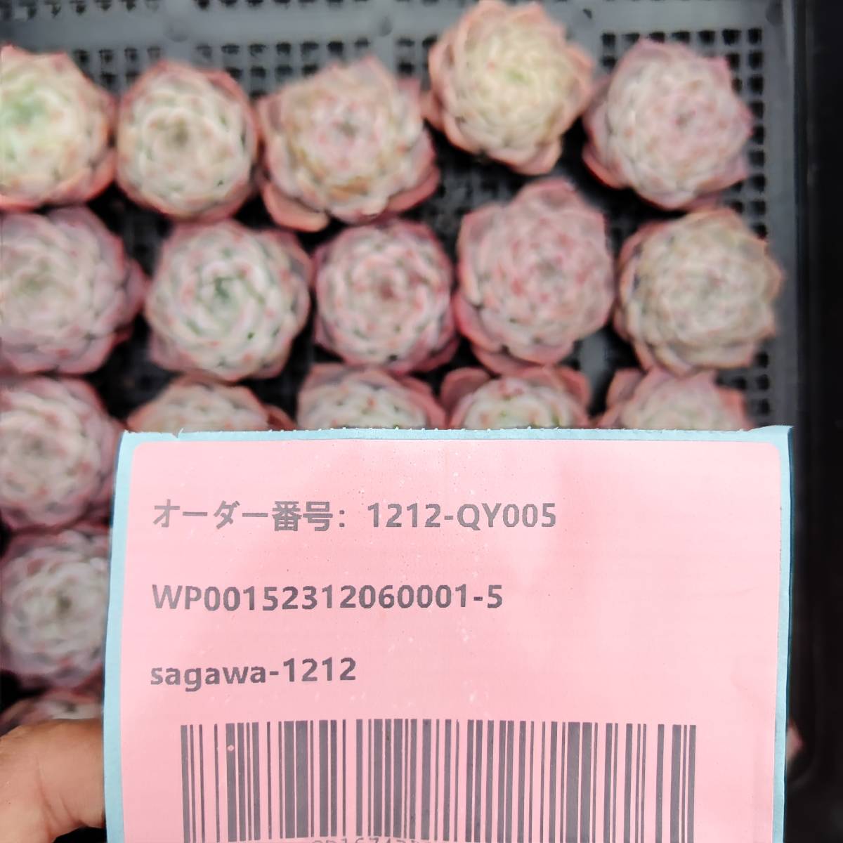多肉植物25個 1212-QY005 レッドドール エケベリア カット 寄植え-千葉