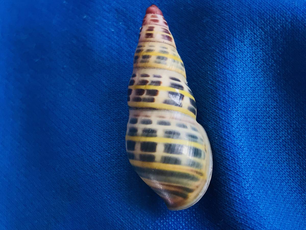大人気，格安 貝標本インドネシアン.アンフ属Amphidromus sp種塔高の特 個体(科学、自然)｜売買されたオークション情報、yahooの商品情報をアーカイブ公開 - オークファン その他