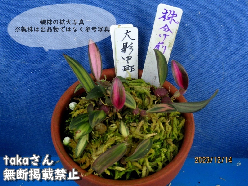 流*道様 山野草・着生蘭(オガサワラシコウラン・余剰ラスト・国の販売許可不要種) Yahoo!オークション - ⁄ : 山野草の石田精華園 B 山野草セッコク RJ
