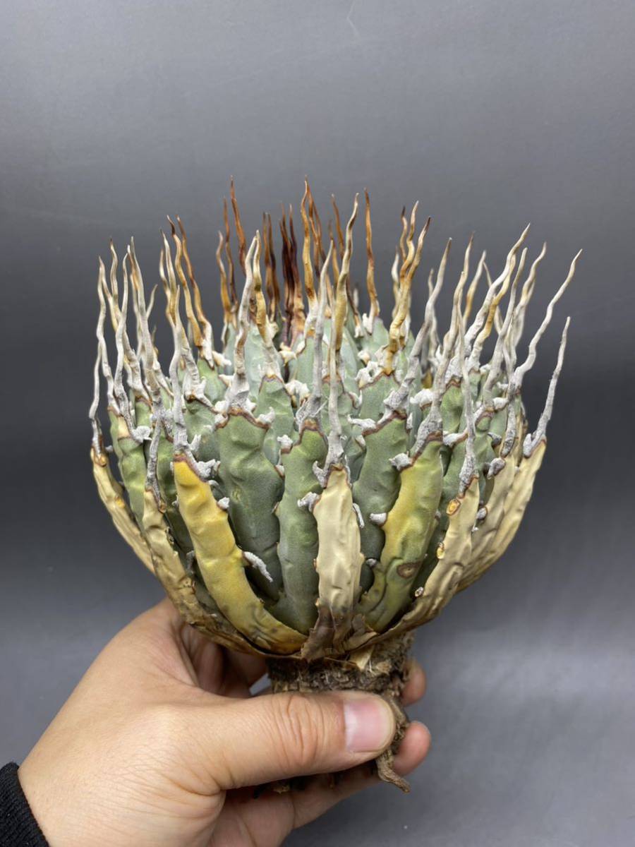 S1213-37 陽炎蕾形厚肉粗曲棘 アガベ ユタエンシス /Agave utahensis
