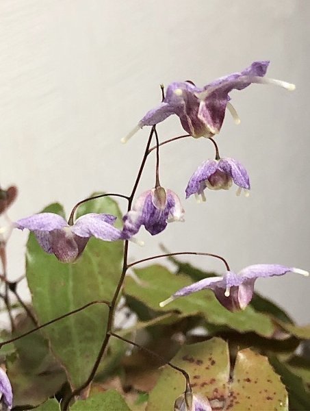 -G93- トキワイカリソウ ‘群青‘【花芽確認】 122305