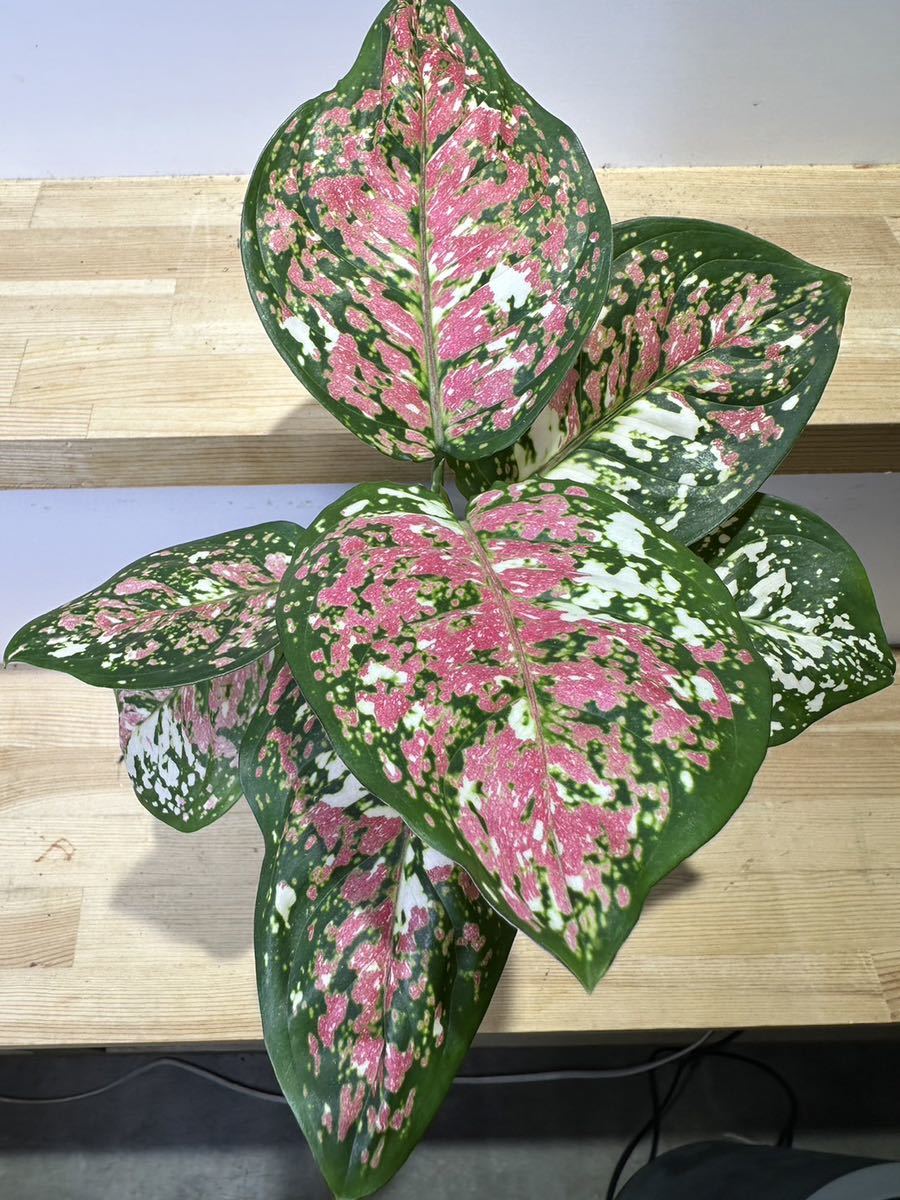 【veil plants】アグラオネマ アンヤンマニートリカラー　タイ有名ナーセリィハイブリッド株