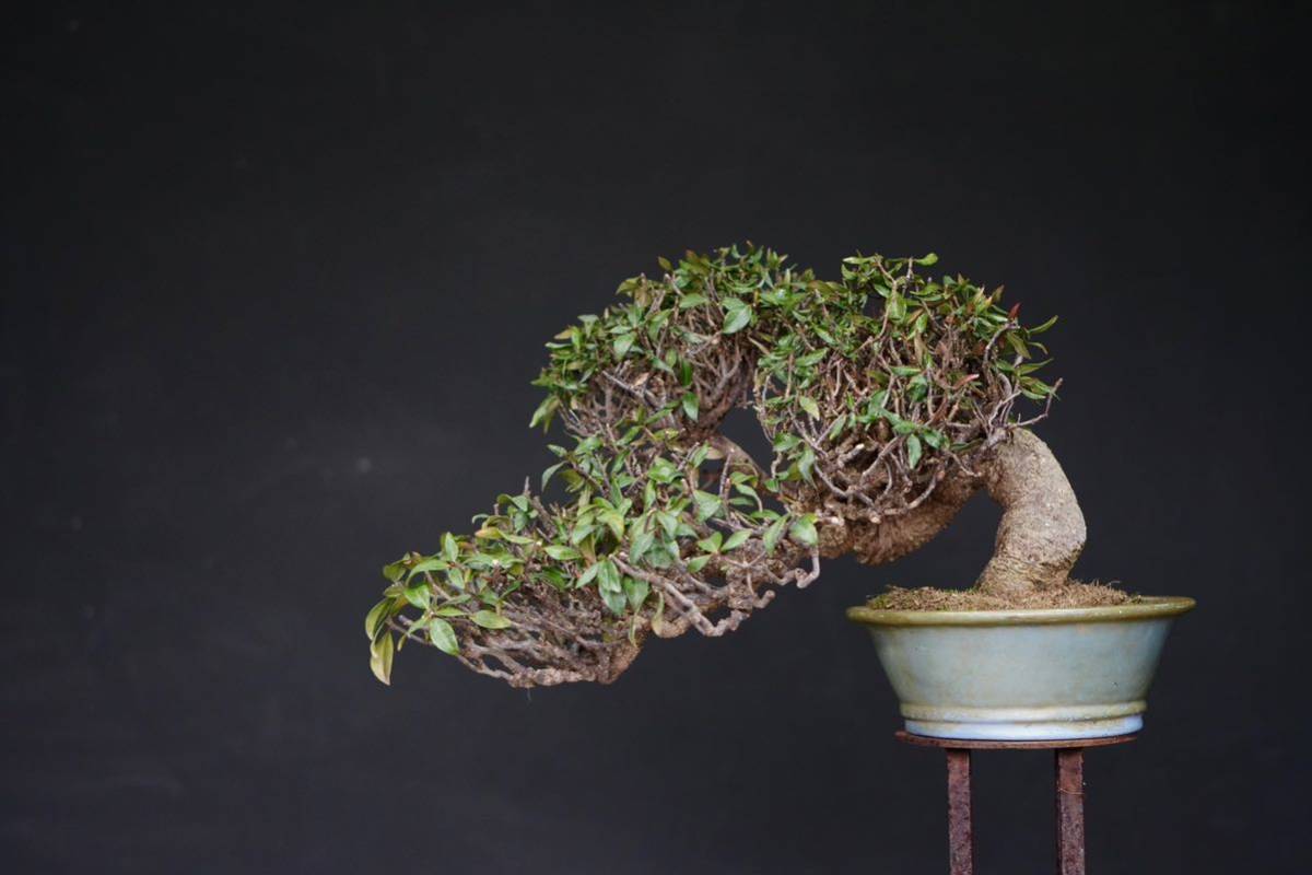 【盆栽　藤原】　縮緬葛