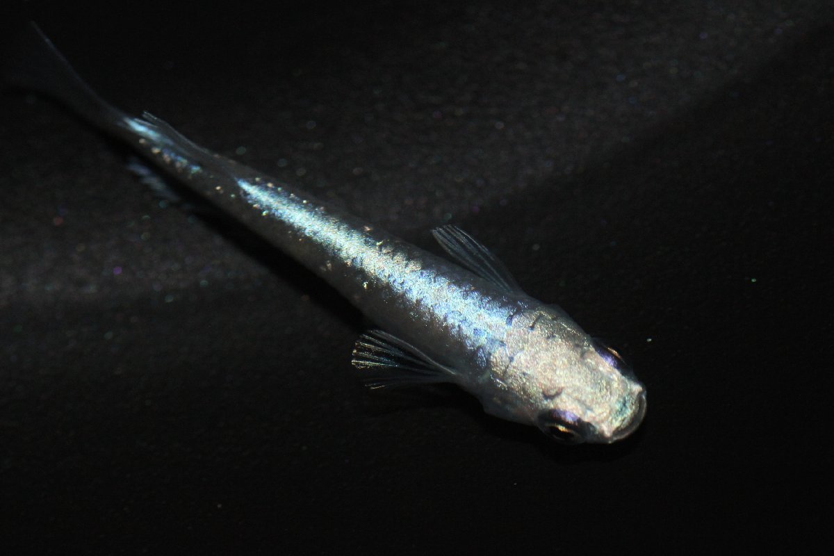 BIO-LABO【藍空】～あいく～　1ペア　現物個体