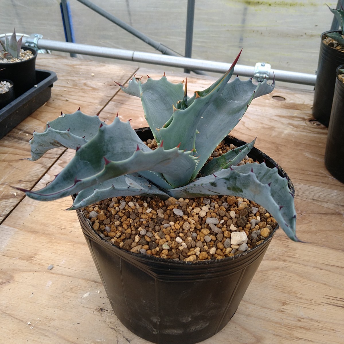 アガベ【ソブリア】